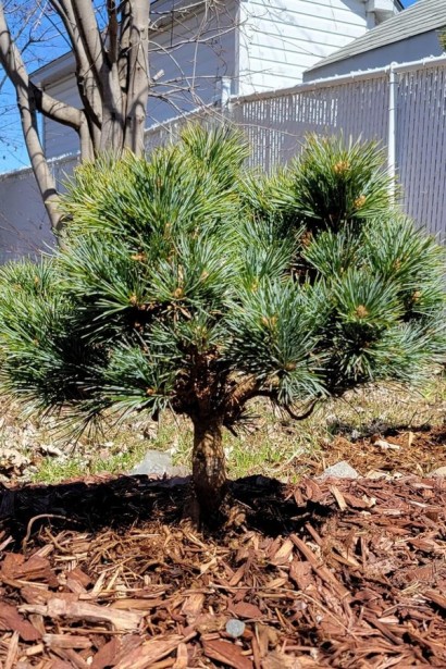 Сосна корейська Блю Болл|Pinus koraiensis ’Blue Ball’|Сосна корейськая Блю Болл